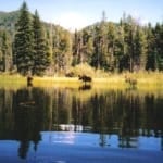 moose wading through the lake moose wading through the lake