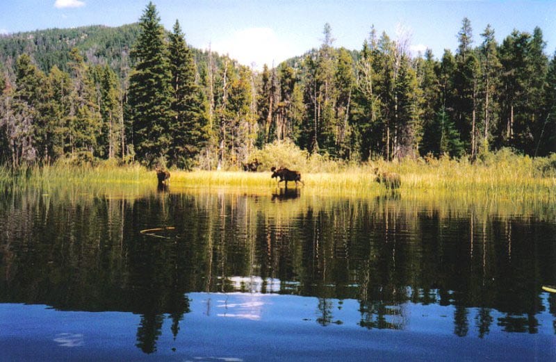 moose wading through the lake moose wading through the lake